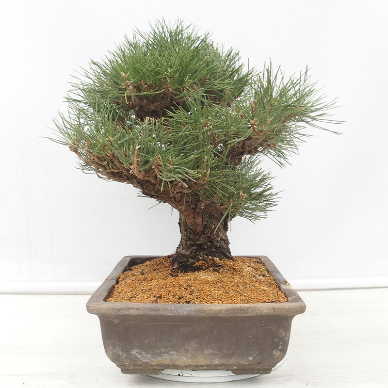 Bonsaï d'extérieur - Pinus thunbergii - Pin de Thunberg