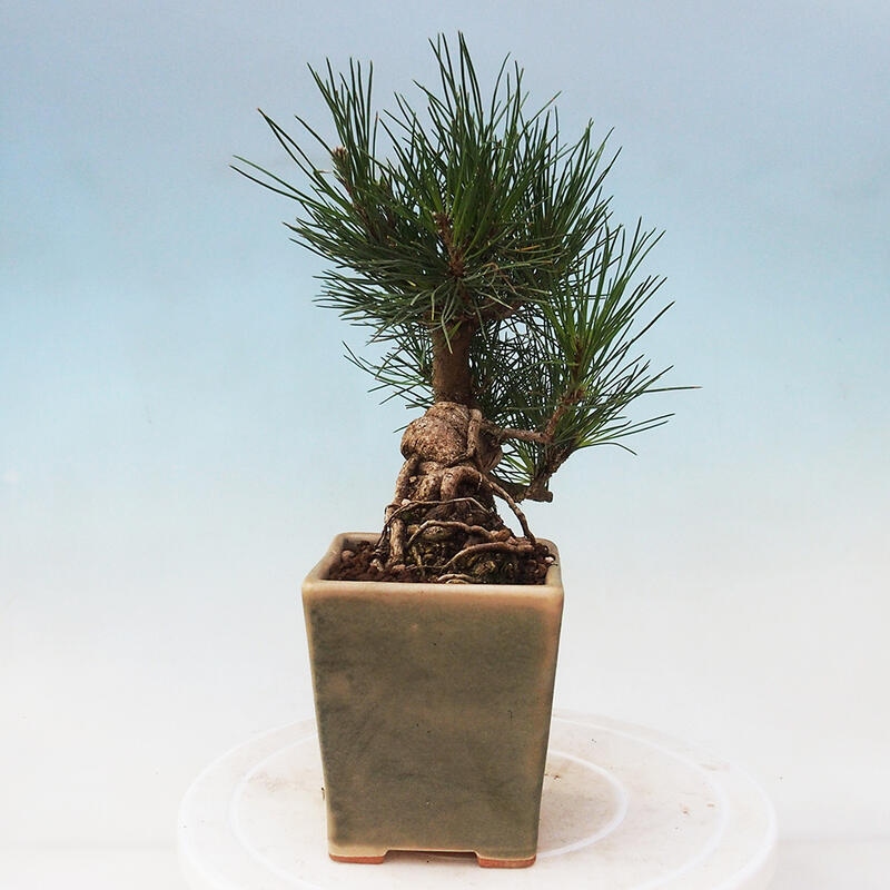 Bonsaï d'extérieur - Pinus thunbergii - Pin de Thunberg