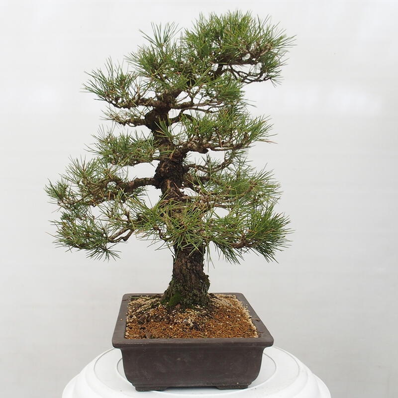 Bonsaï d'extérieur - Pinus thunbergii - Pin de Thunberg