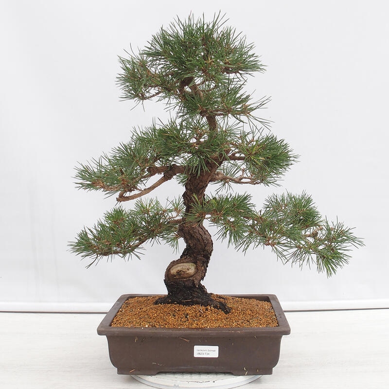 Bonsaï d'extérieur - Pinus thunbergii - Pin de Thunberg