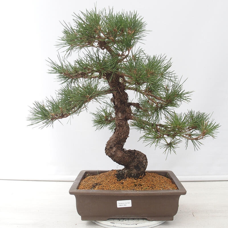 Bonsaï d'extérieur - Pinus thunbergii - Pin de Thunberg