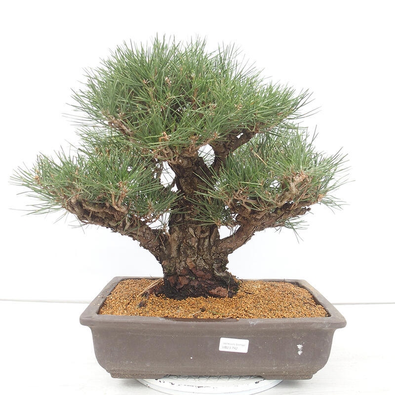 Bonsaï d'extérieur - Pinus thunbergii - Pin de Thunberg