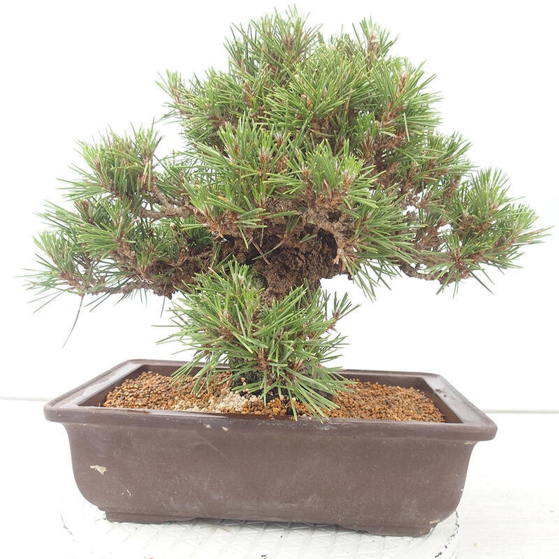 Bonsaï d'extérieur - Pinus thunbergii - Pin de Thunberg