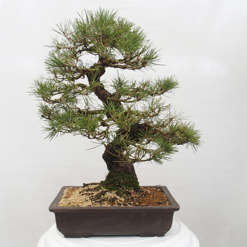 Bonsaï d'extérieur - Pinus thunbergii - Pin de Thunberg