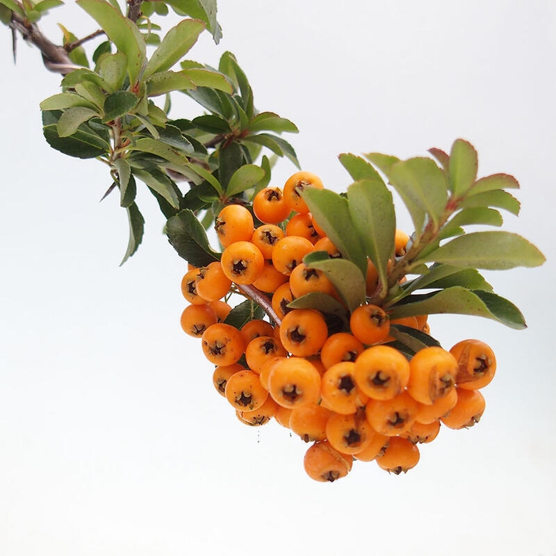 Bonsaï d'extérieur - Pyracantha teton - Pyracantha écarlate