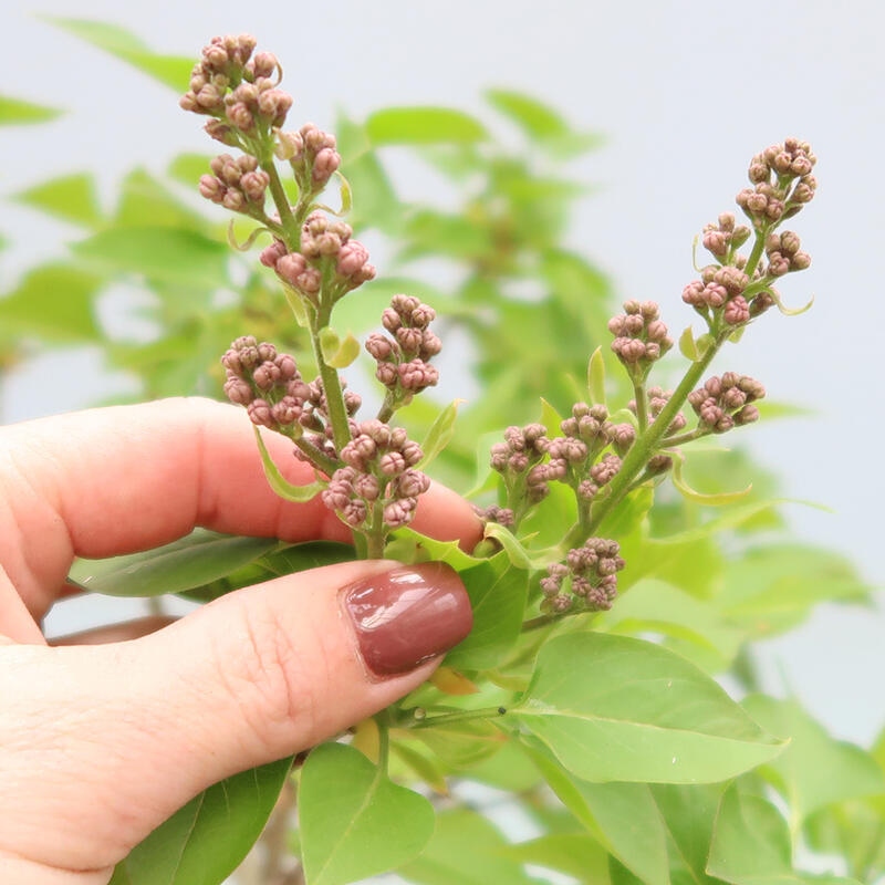 Bonsaï d'extérieur - Lilas - Syringa vulgaris
