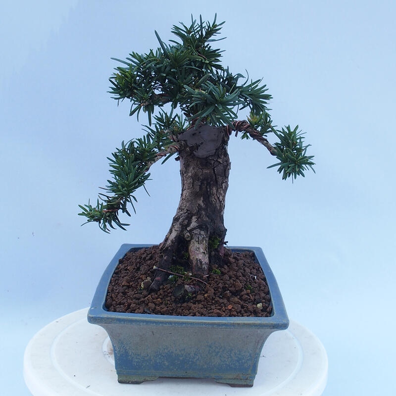 Bonsaï d'extérieur - Taxus cuspidata - If japonais