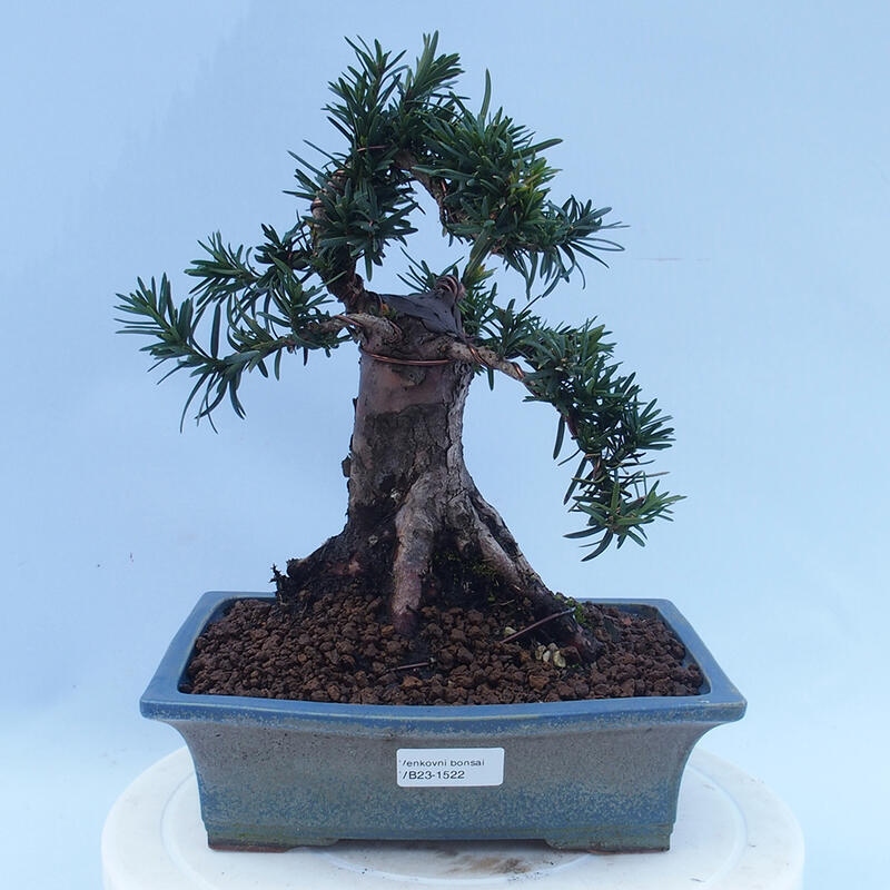 Bonsaï d'extérieur - Taxus cuspidata - If japonais
