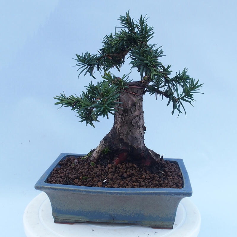 Bonsaï d'extérieur - Taxus cuspidata - If japonais