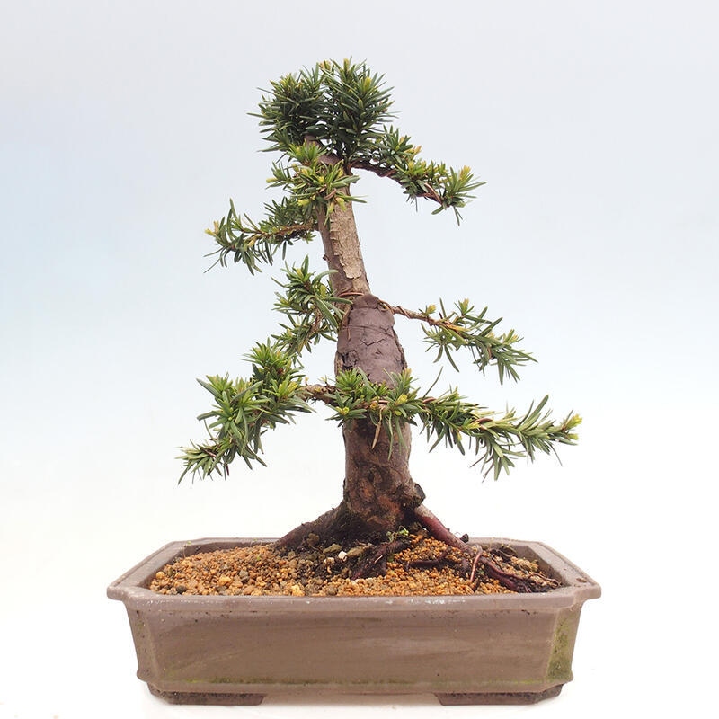 Bonsaï d'extérieur - Taxus cuspidata - If japonais
