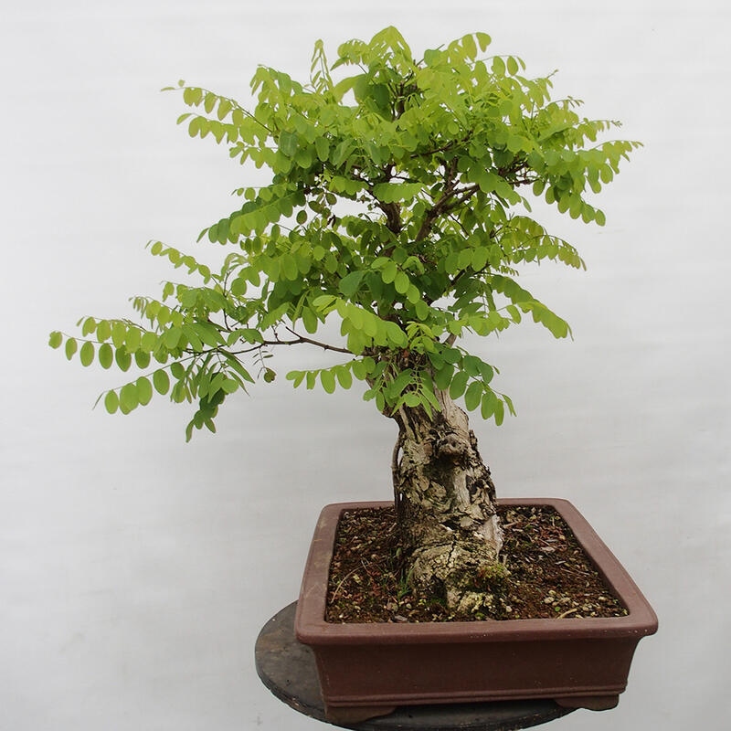 Bonsaï d'extérieur - Acacia épineux - Robinia pseudoacacia