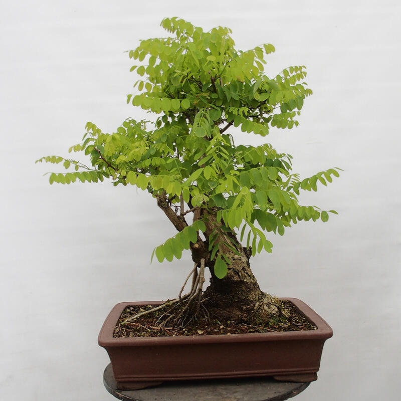Bonsaï d'extérieur - Acacia épineux - Robinia pseudoacacia