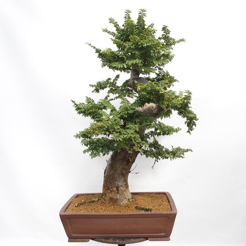Bonsaï d'extérieur - Ulmus Elegantissima Jack. Hillier-Clay Elegantissima
