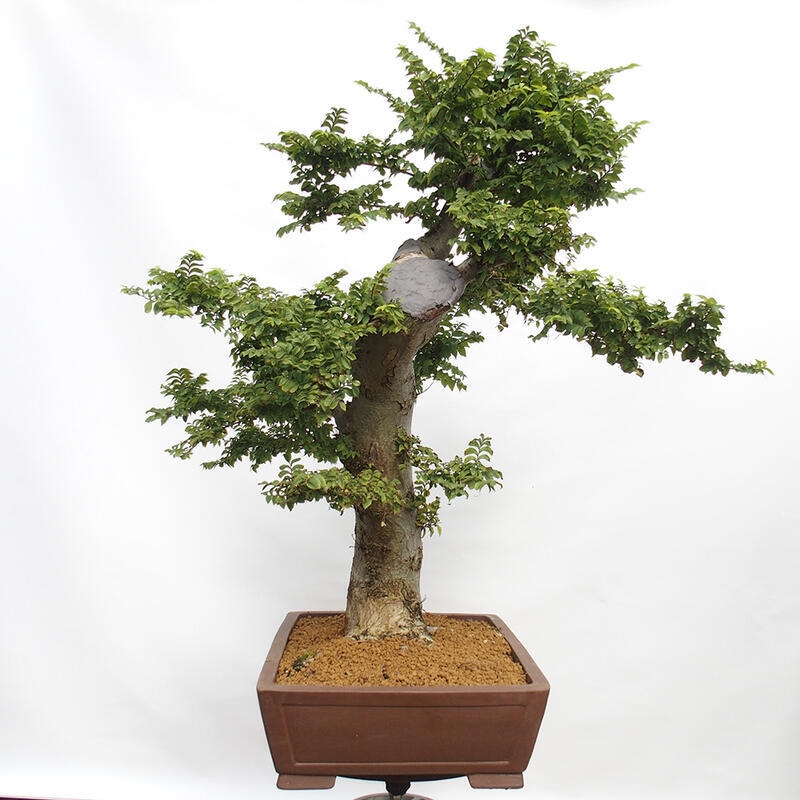 Bonsaï d'extérieur - Ulmus Elegantissima Jack. Hillier-Clay Elegantissima