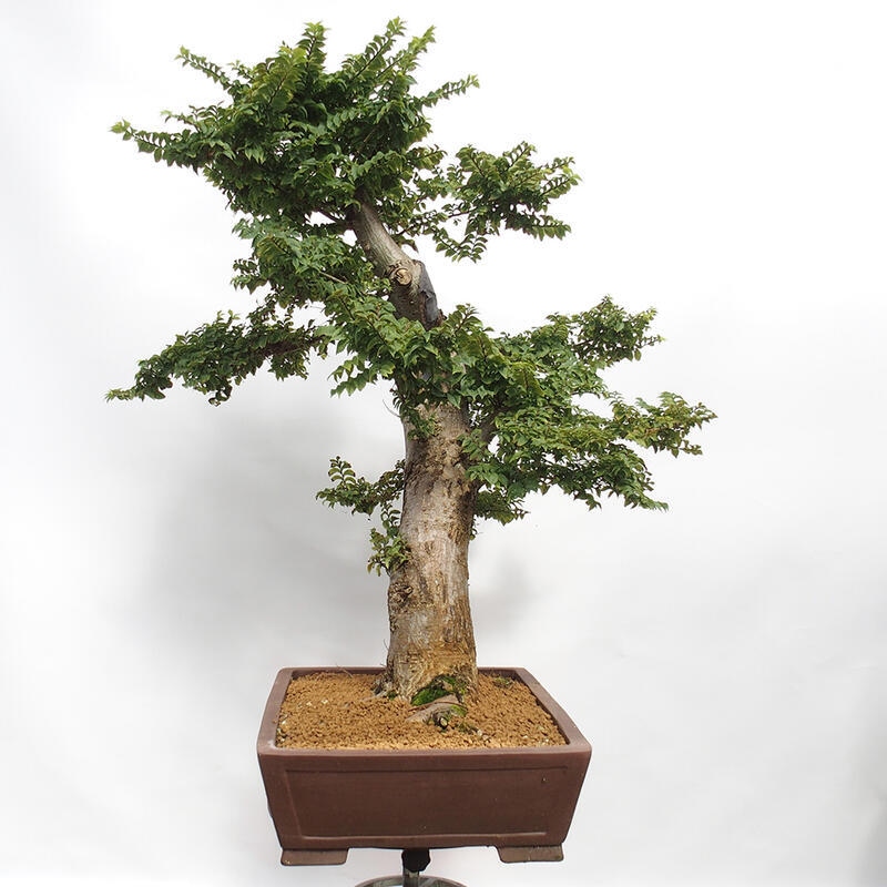 Bonsaï d'extérieur - Ulmus Elegantissima Jack. Hillier-Clay Elegantissima