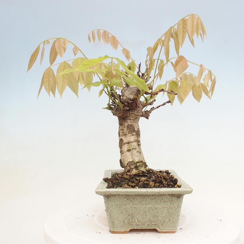 Bonsaï d'extérieur - Wisteria floribunda