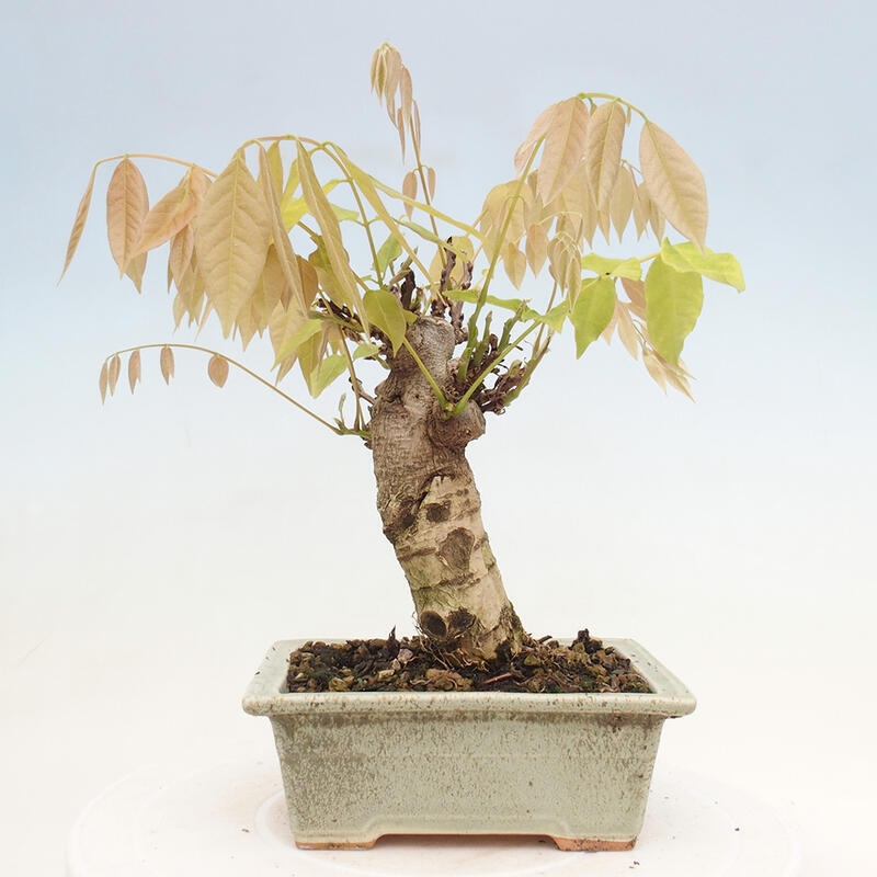Bonsaï d'extérieur - Wisteria floribunda