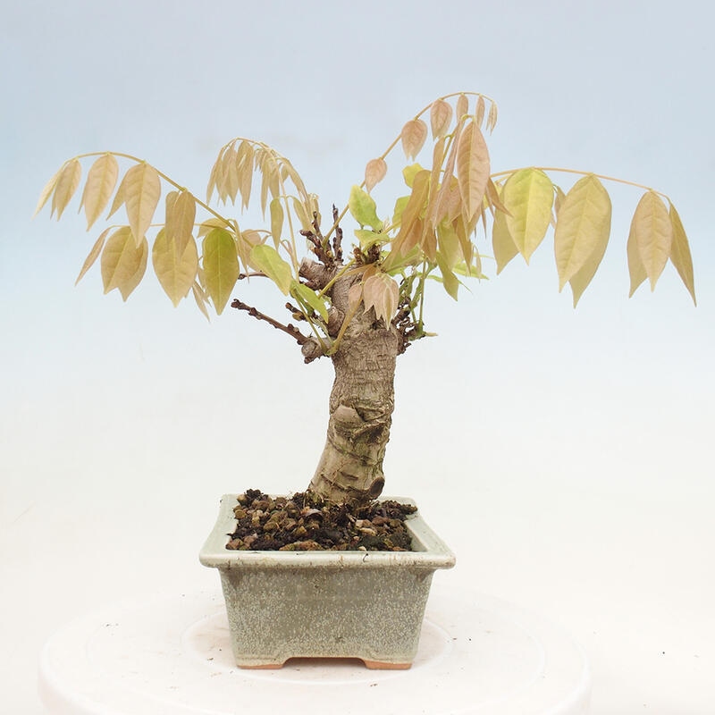 Bonsaï d'extérieur - Wisteria floribunda