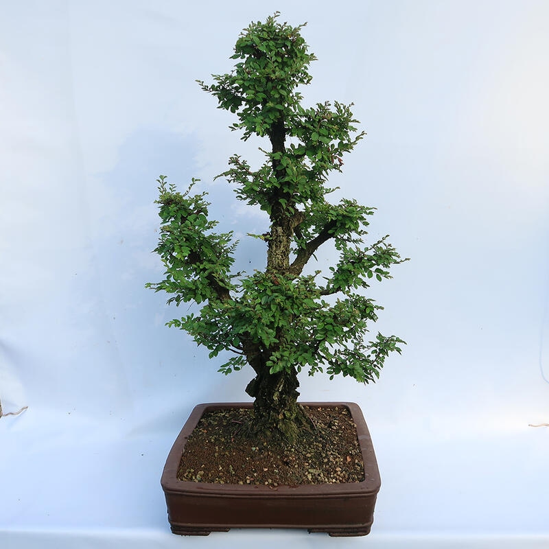 Bonsaï d'extérieur - Zelkova - Zelkova NIRE