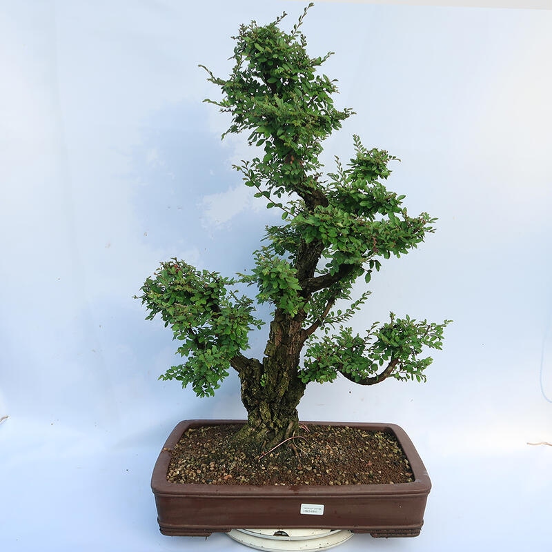 Bonsaï d'extérieur - Zelkova - Zelkova NIRE