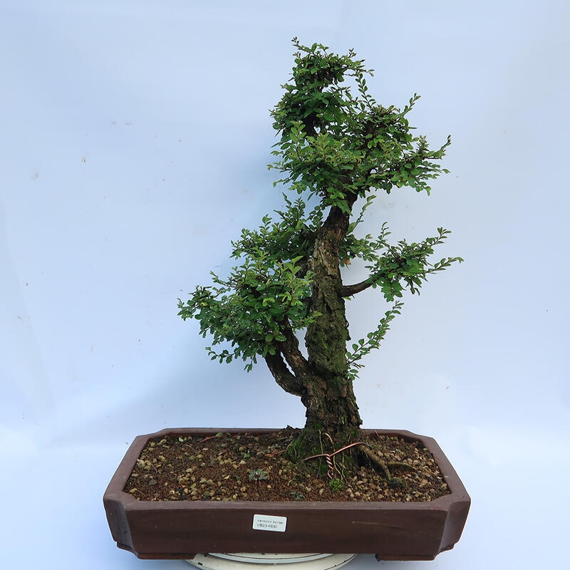 Bonsaï d'extérieur - Zelkova - Zelkova NIRE