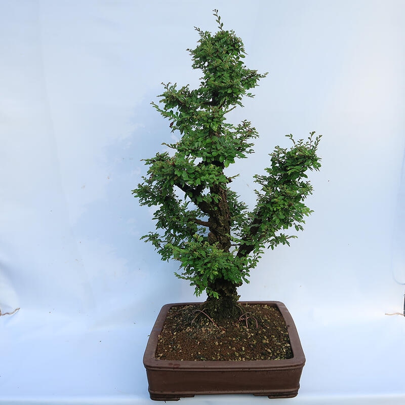 Bonsaï d'extérieur - Zelkova - Zelkova NIRE