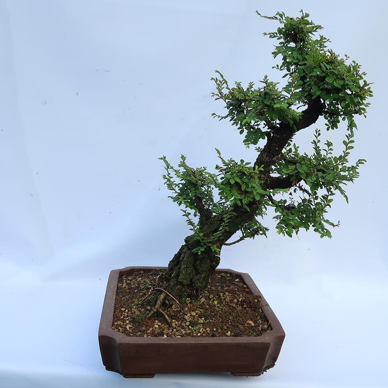 Bonsaï d'extérieur - Zelkova - Zelkova NIRE