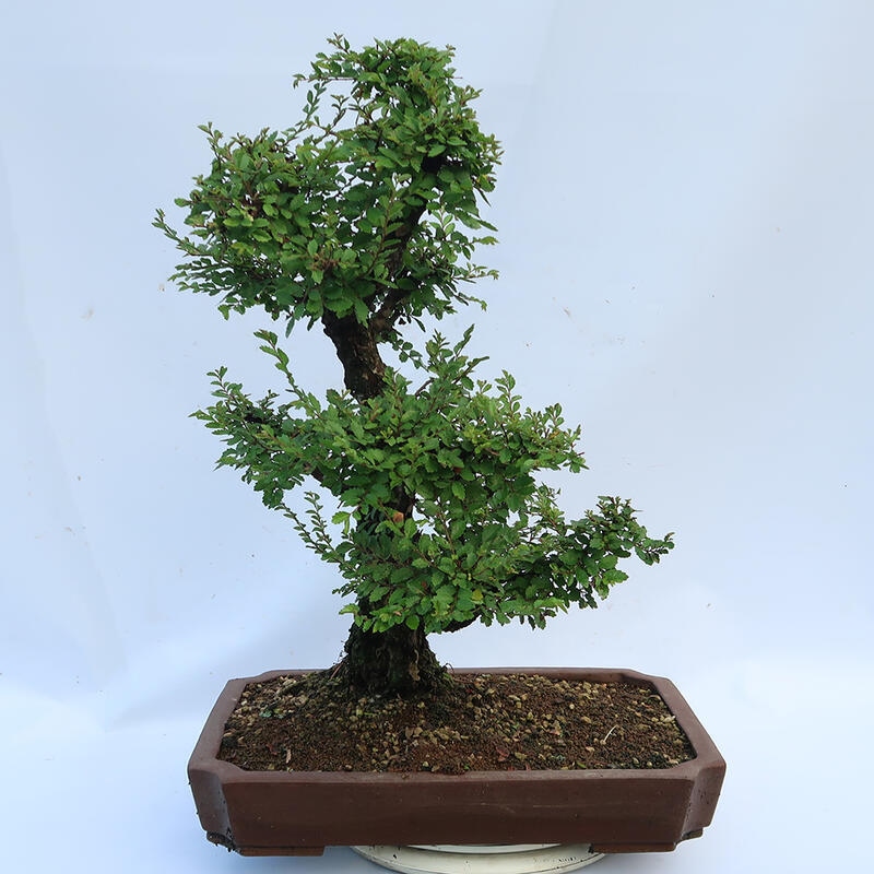 Bonsaï d'extérieur - Zelkova - Zelkova NIRE