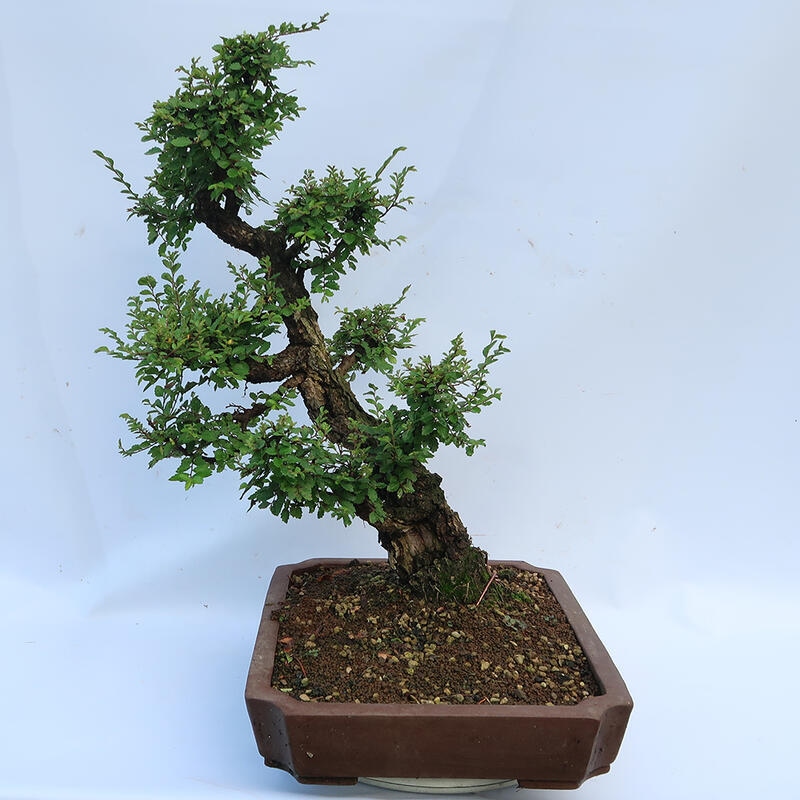 Bonsaï d'extérieur - Zelkova - Zelkova NIRE