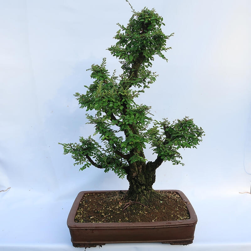 Bonsaï d'extérieur - Zelkova - Zelkova NIRE
