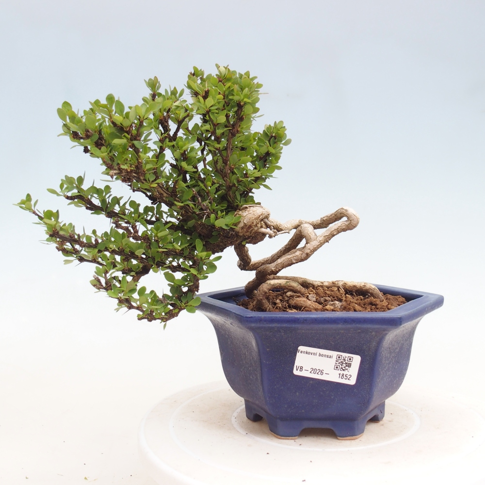 Bonsaï d'extérieur - Berberis coreana