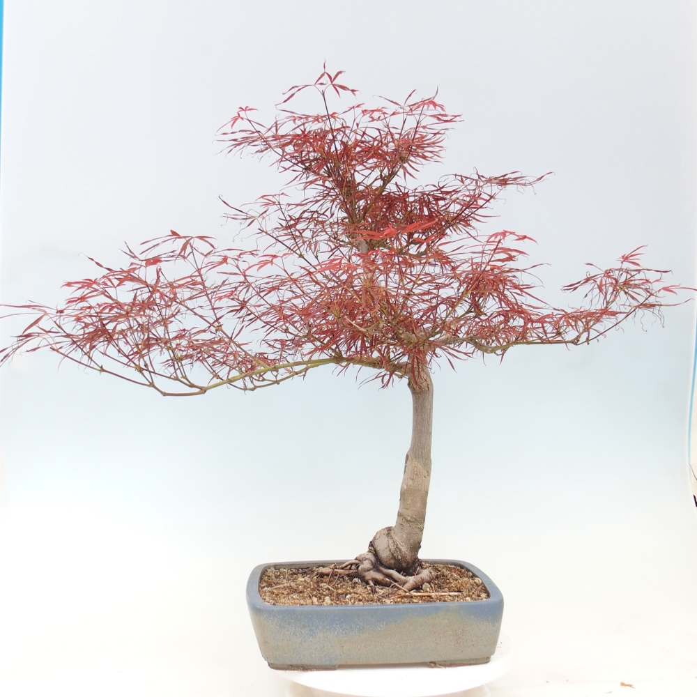 Bonsaï d'extérieur - Acer palmatum RED PYGMY
