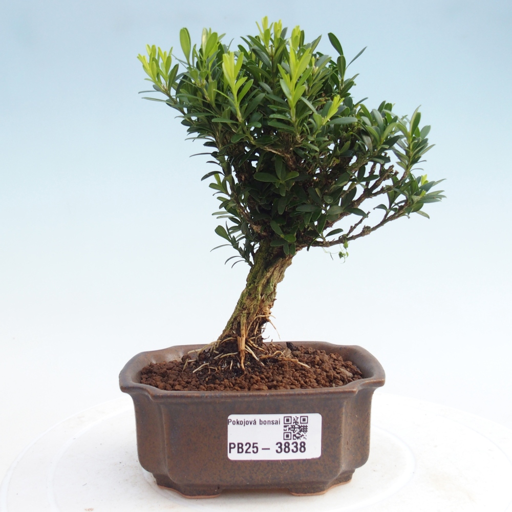 Bonsaï de chambre - Buxus harlandii - buxus liège