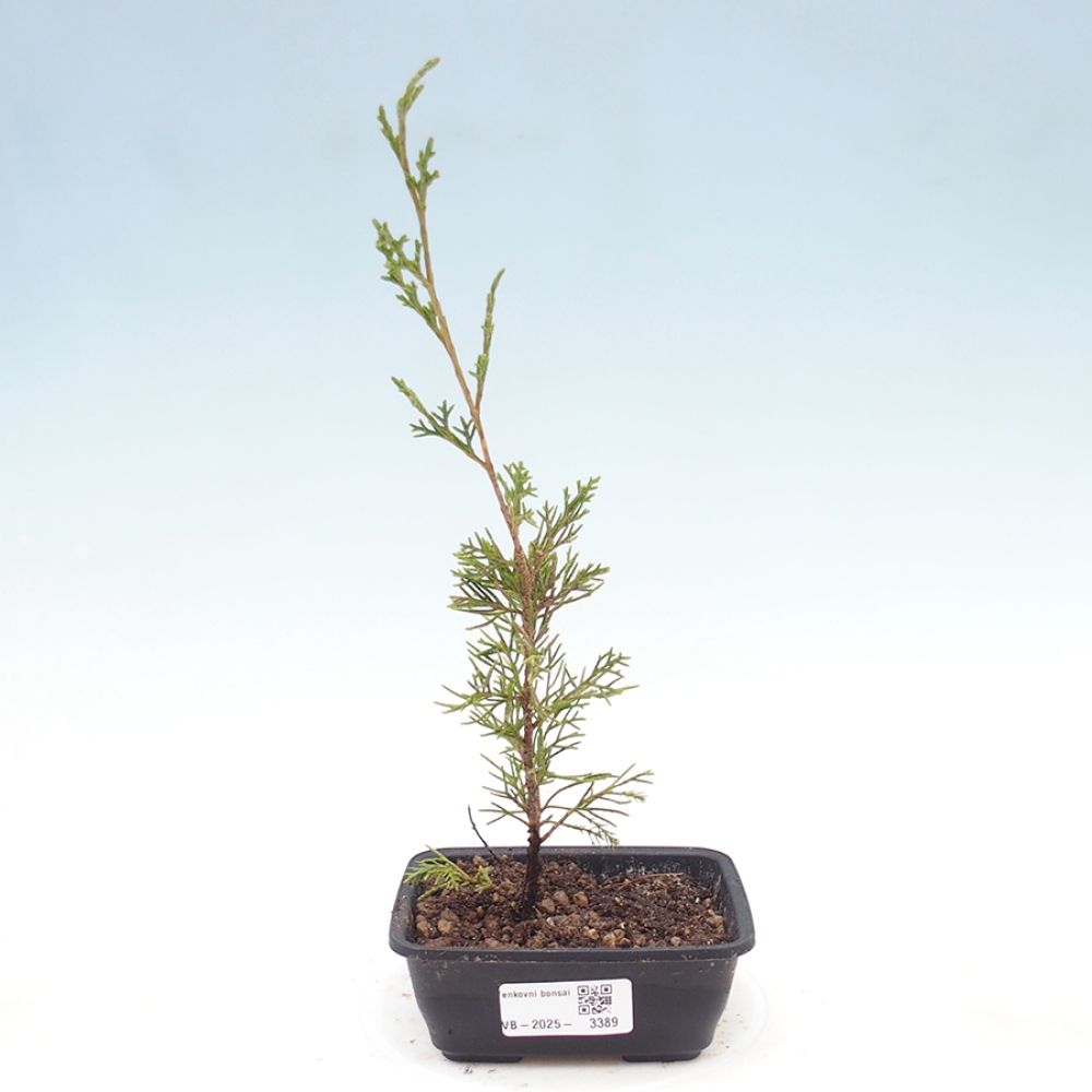 Bonsaï d'extérieur - Juniperus chinensis Itoigawa