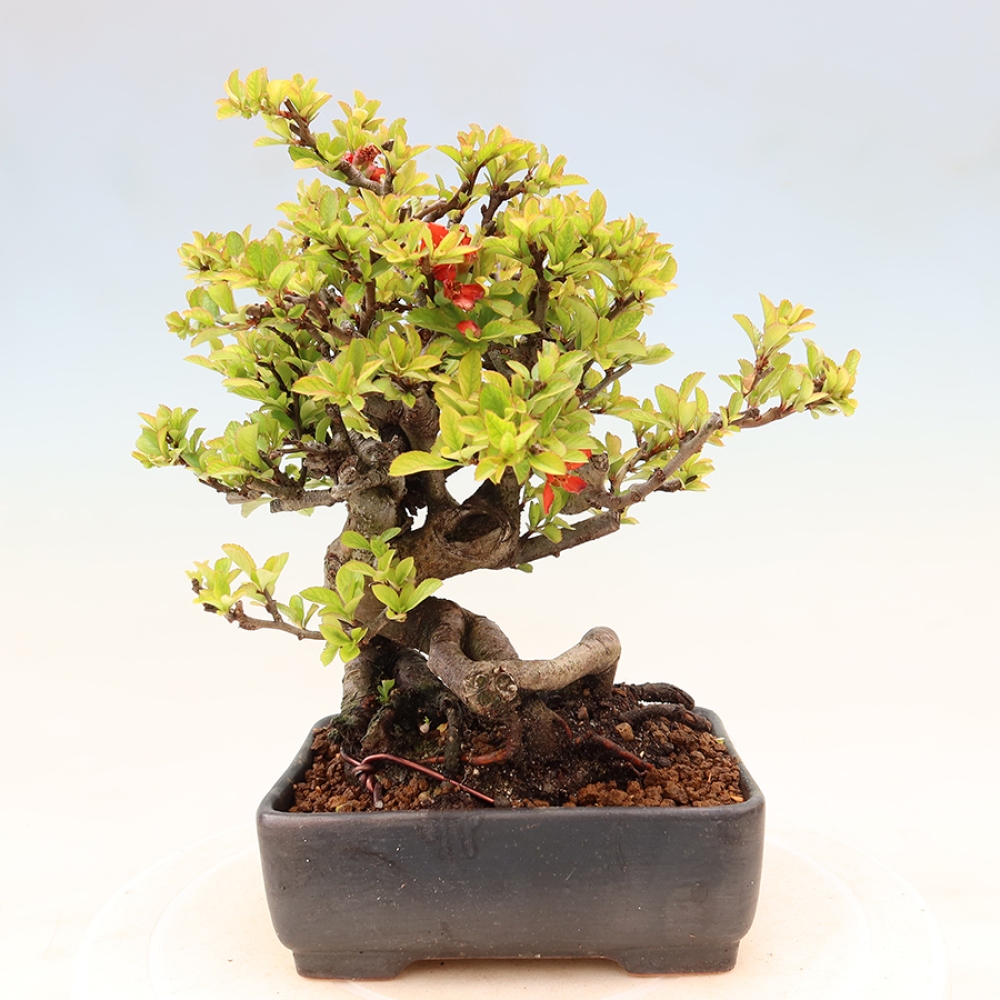 Bonsaï d'extérieur - Chaneomeles speciosa Chojubai