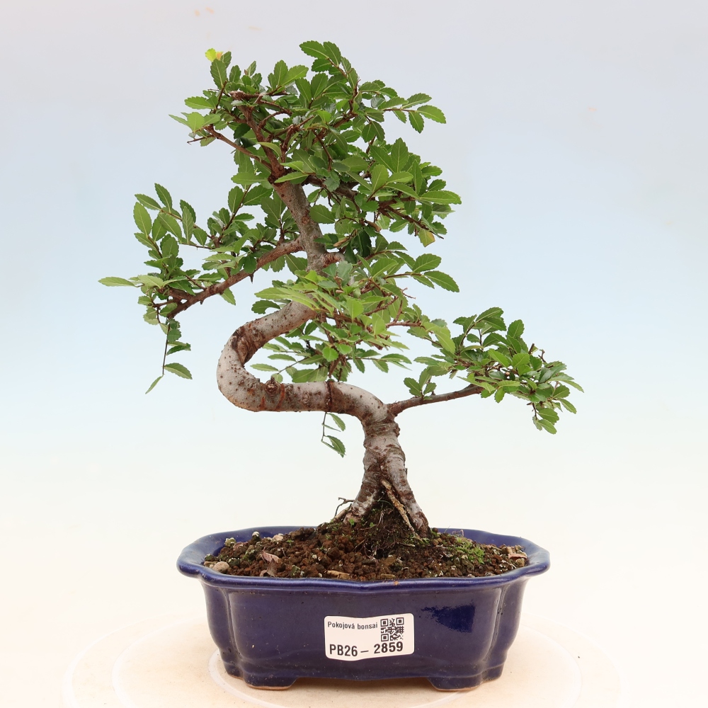 Bonsaï de chambre - Ulmus parvifolia - Orme à petites feuilles