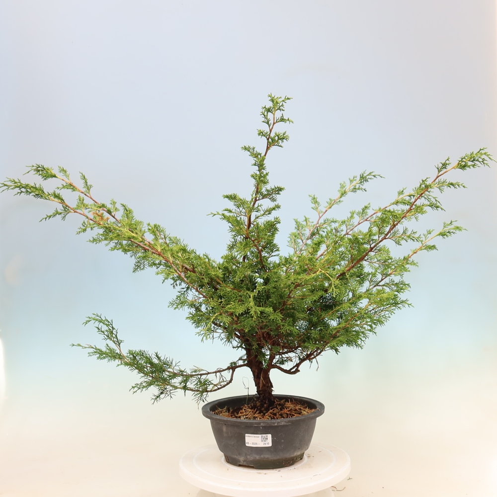 Bonsaï d'extérieur - Juniperus chinensis Itoigawa