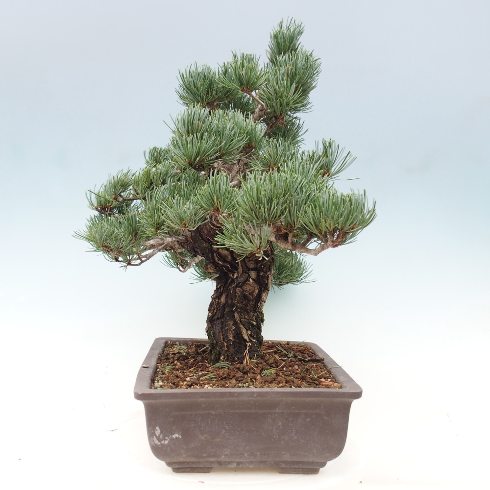 Bonsaï d'extérieur - Pinus parviflora - Pinus parviflora