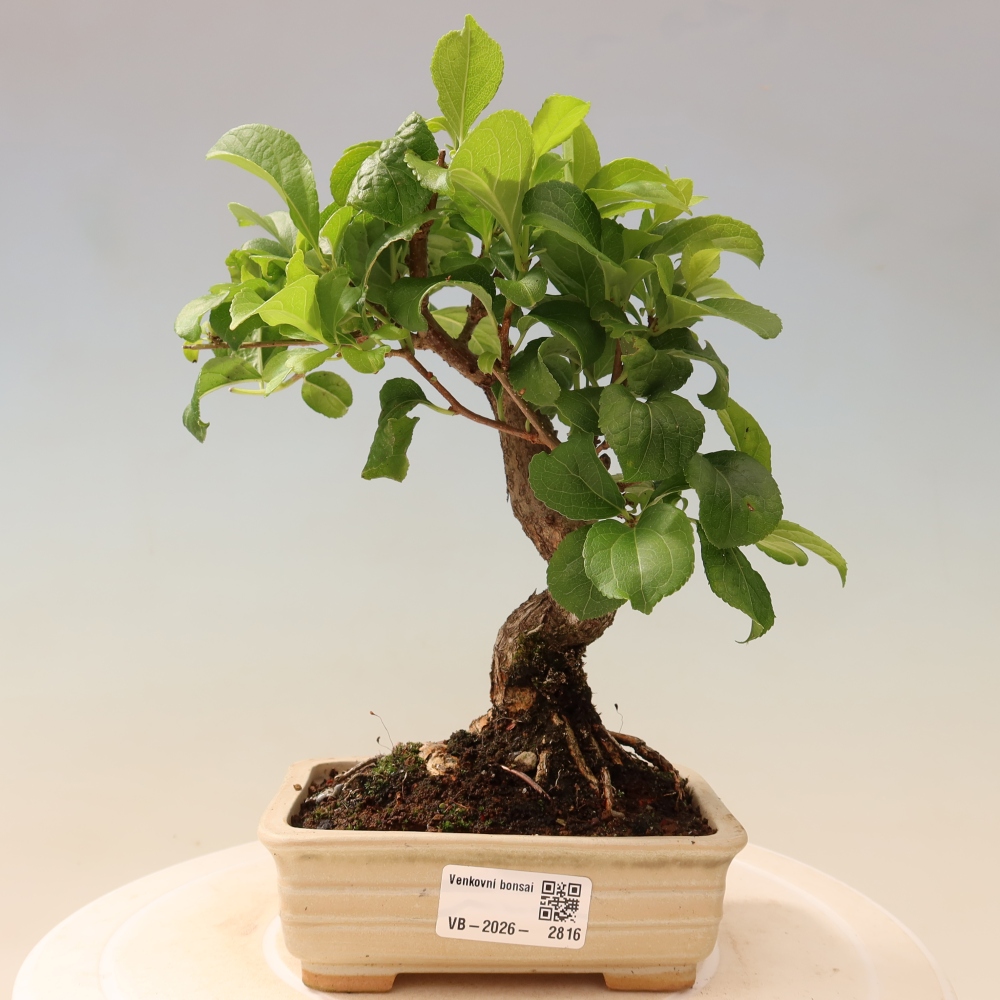 Bonsaï d'extérieur - Celastrus orbiculatus