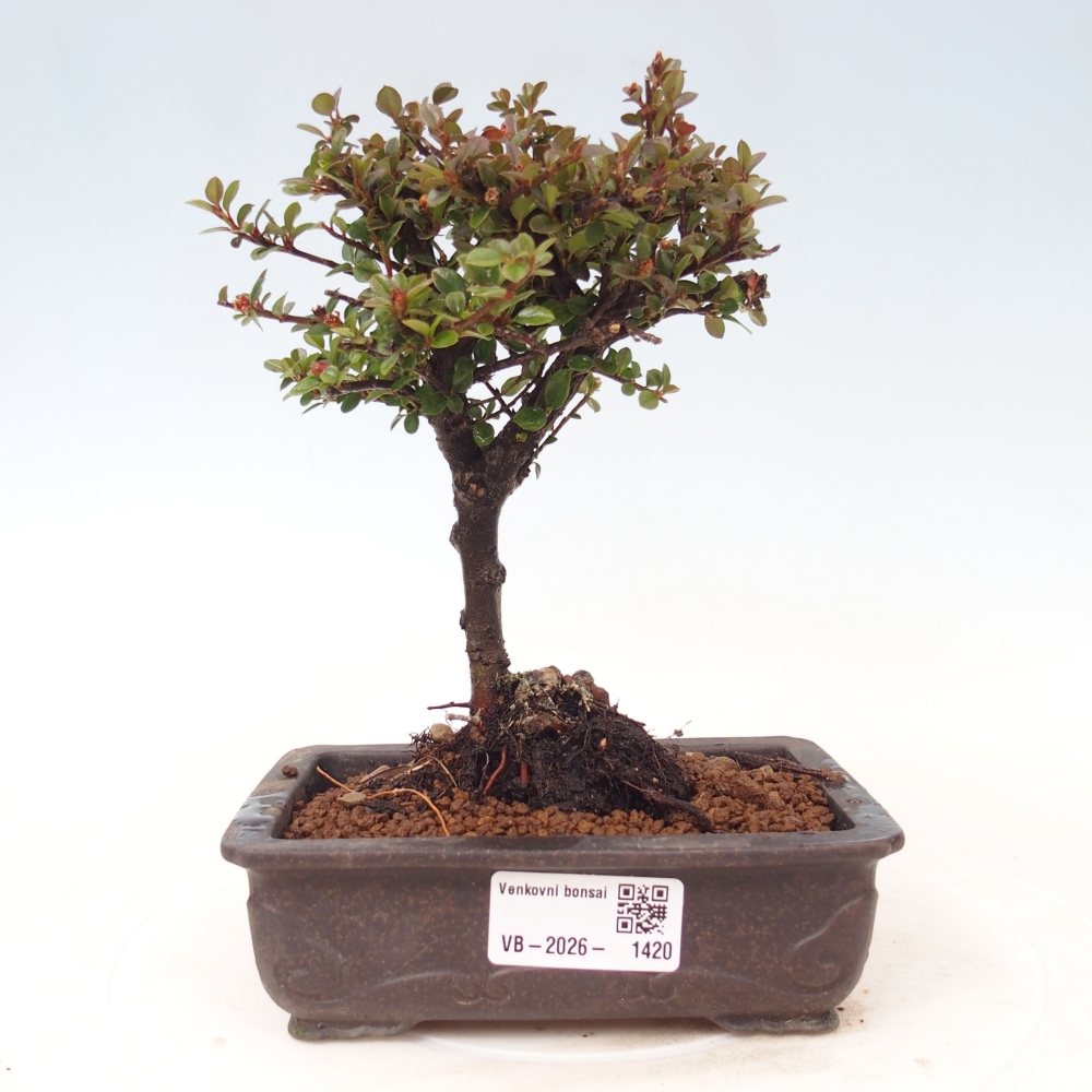 Bonsaï d'extérieur - Cotoneaster horizontalis - Rocky Mountain