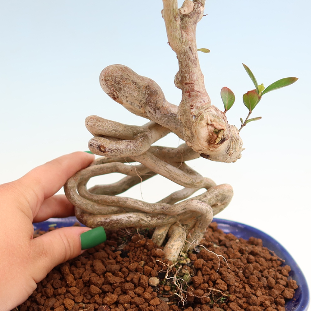 Bonsaï d'intérieur - Lagerstroemia indica - lilas indien