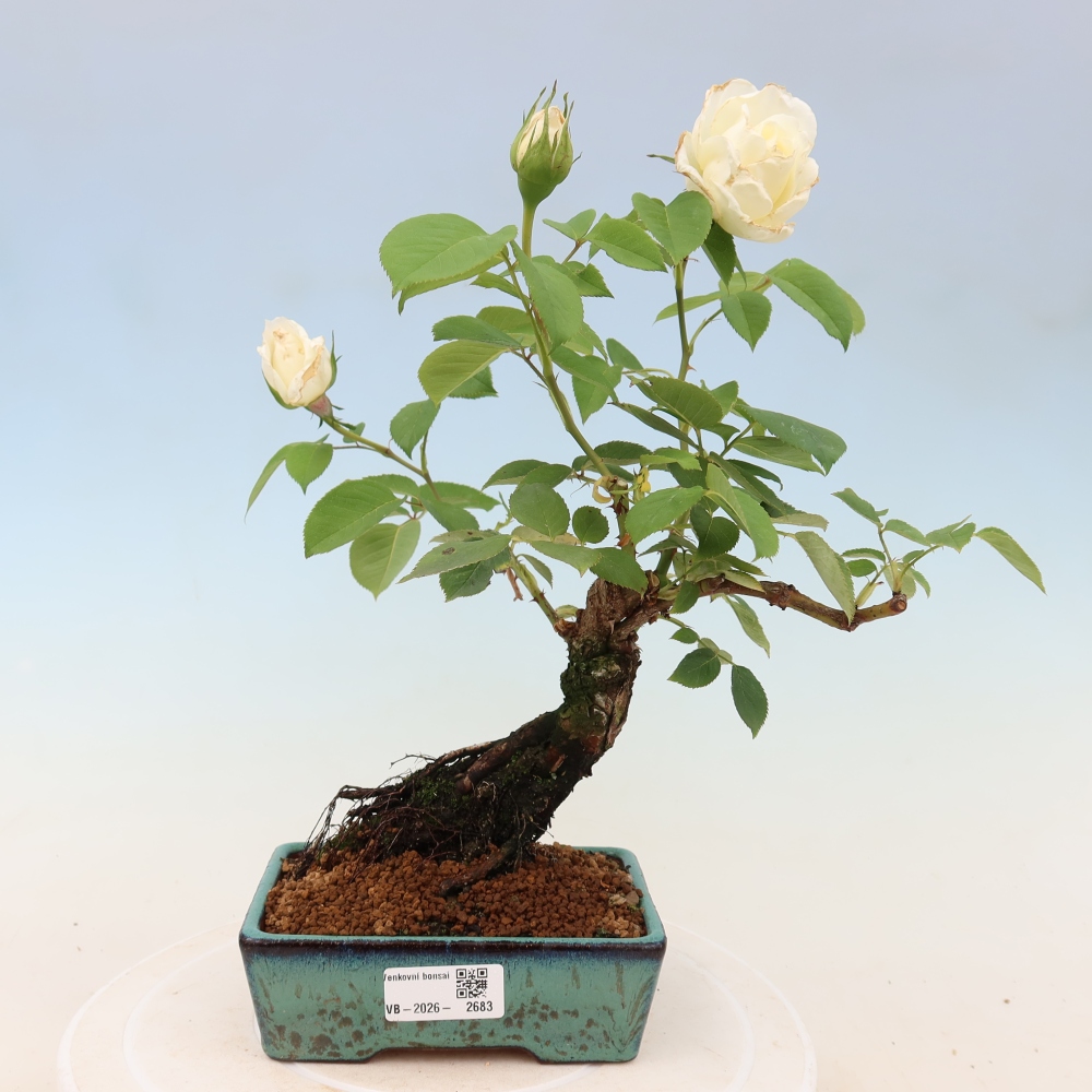 Bonsaï d'extérieur - Rosa Kordes - rose