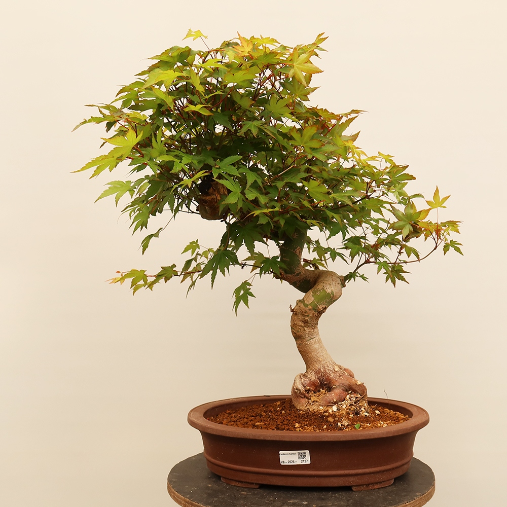Bonsaïs d'extérieur - Maple palmatum - Palmiers