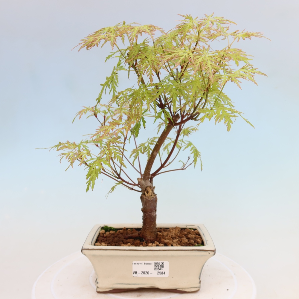 Bonsaï d'extérieur - Acer palmatum Dissectum