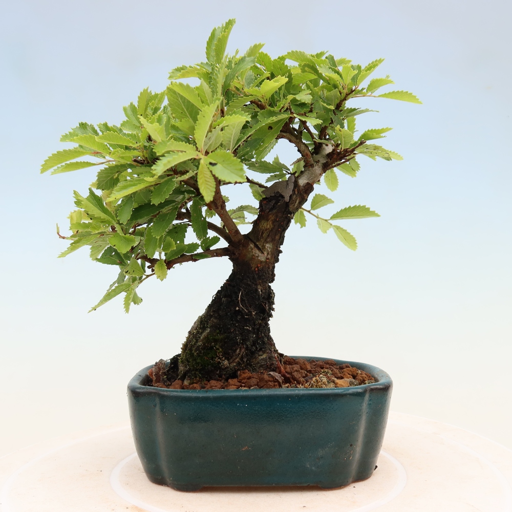 Bonsaï d'extérieur - Zelkova - Zelkova NIRE