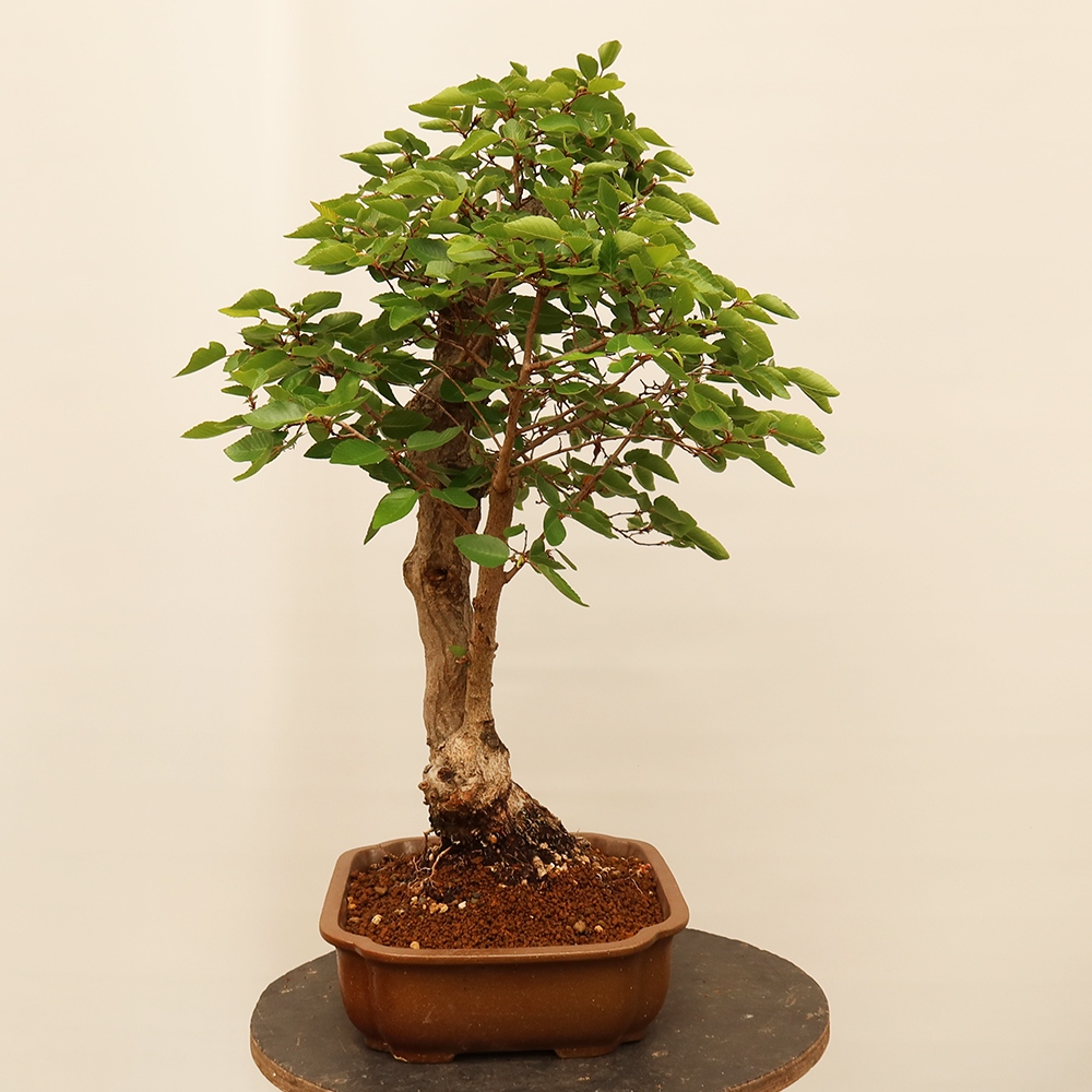 Bonsaï d'extérieur -Carpinus Coreana - Charme de Corée