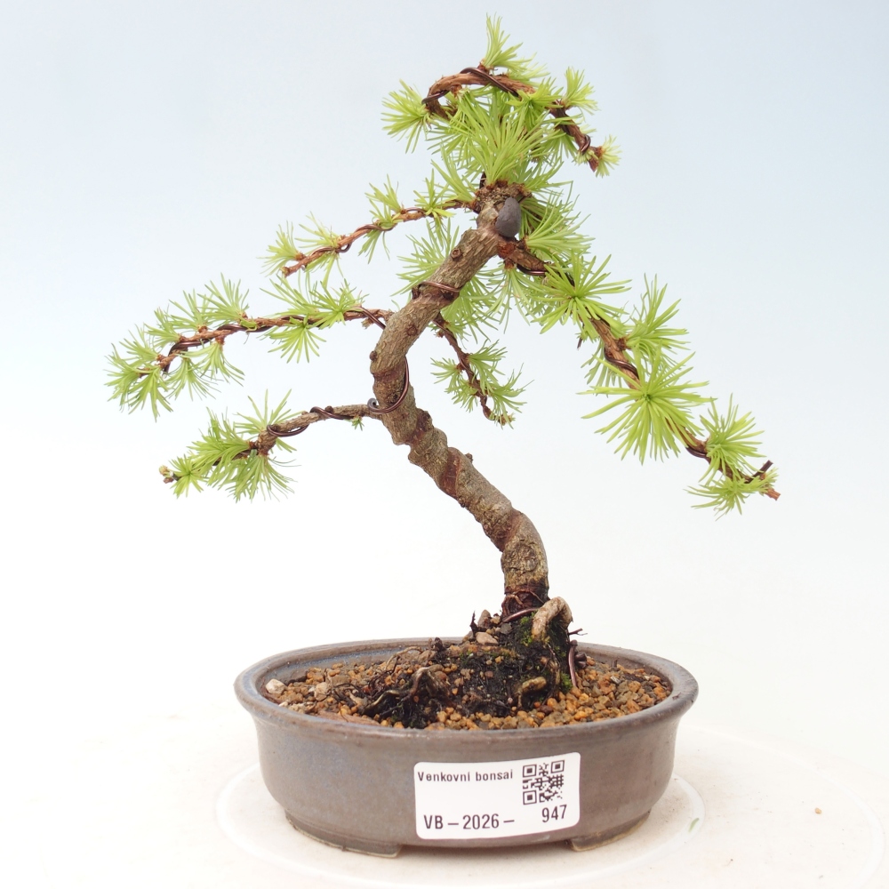 Bonsaï d'extérieur - Larix Kaempferi - Mélèze du Japon