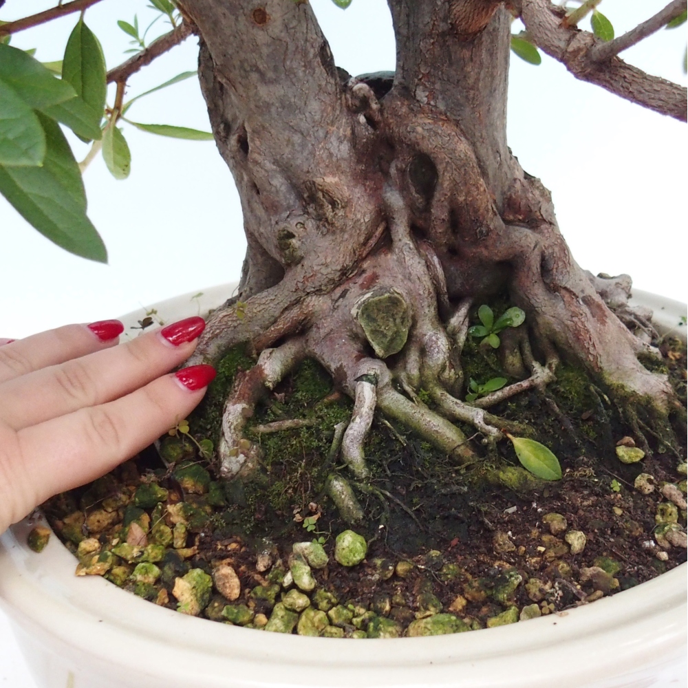 Salle bonsaï - Rhododendron simsii - Pennywort