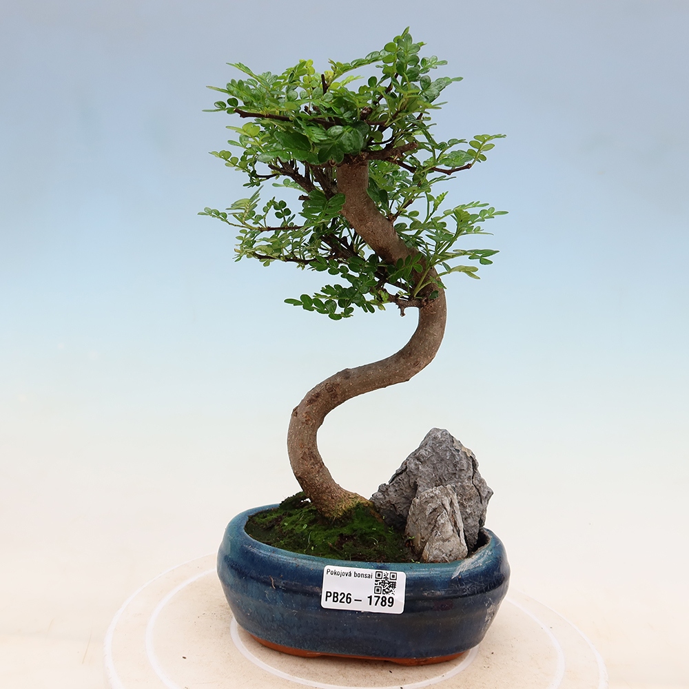 Salle bonsaï - Zantoxylum piperitum - arbre à poivre