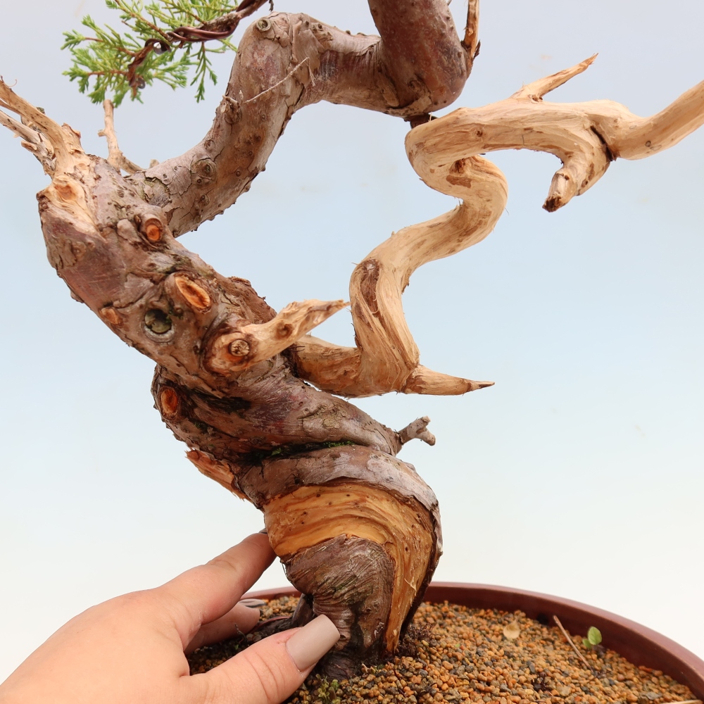 Bonsaï d'extérieur - Juniperus chinensis Itoigawa-Juniperus chinensis
